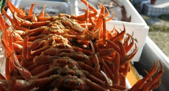 松葉ガニ シーズン終了まであとわずか、カニを存分に味わうなら手頃な今が一番！
