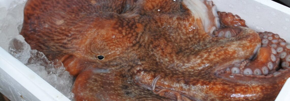 ミズダコ オオダコ