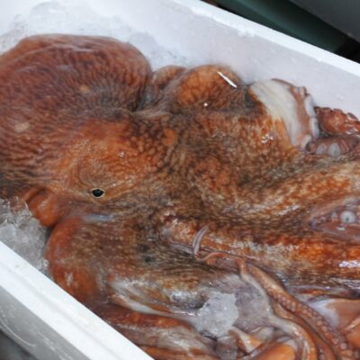 ミズダコ オオダコ