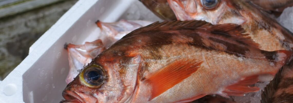 ウスメバル オキメバル