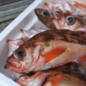 ウスメバル オキメバル