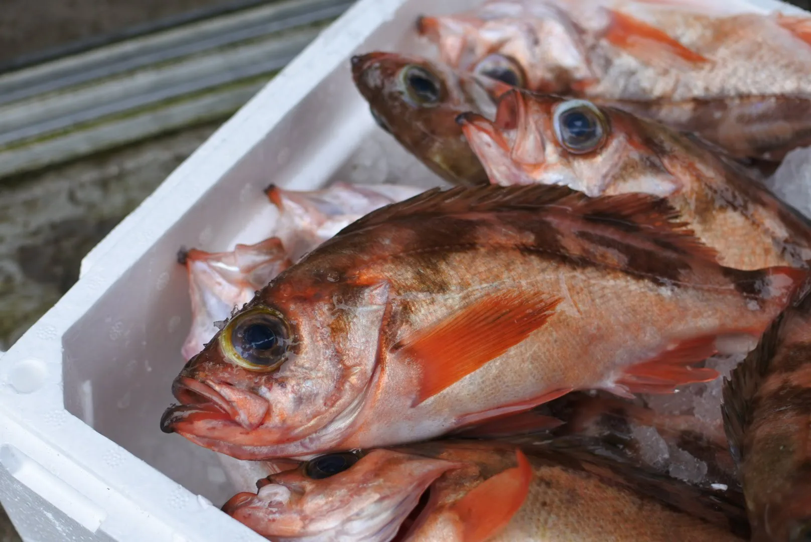 オキメバル（ウスメバル）境港産鮮魚 1匹20㎝程度 - かやの鮮魚店