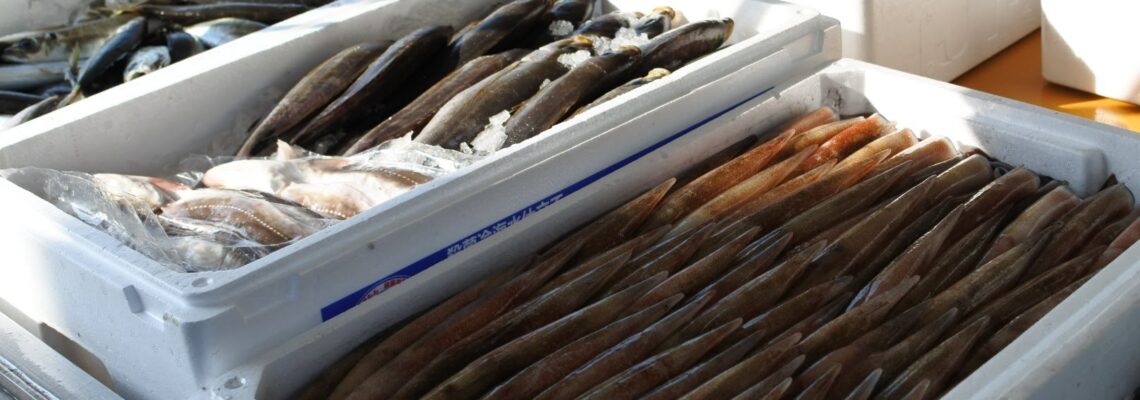 子持ちヤリイカ イサキ