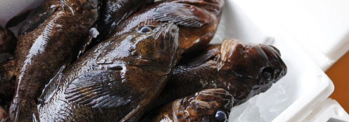 境港産 鮮魚 ムラソイ