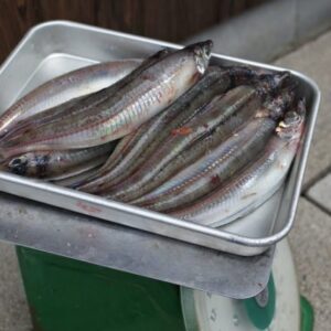 オキギス ニギス