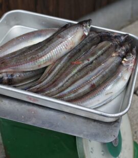 オキギス ニギス