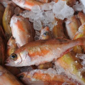 ハツメ アカハタ