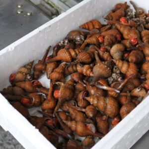 アカニシ アカベ コナガニシ