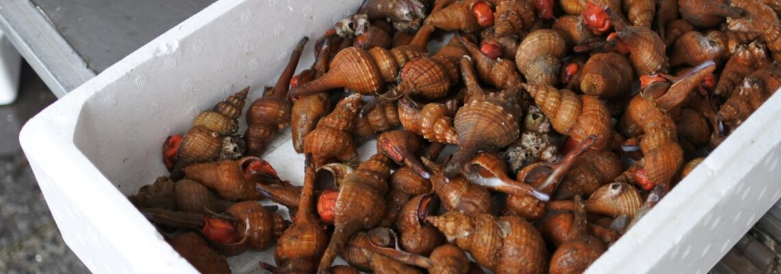 アカニシ アカベ コナガニシ 発売中