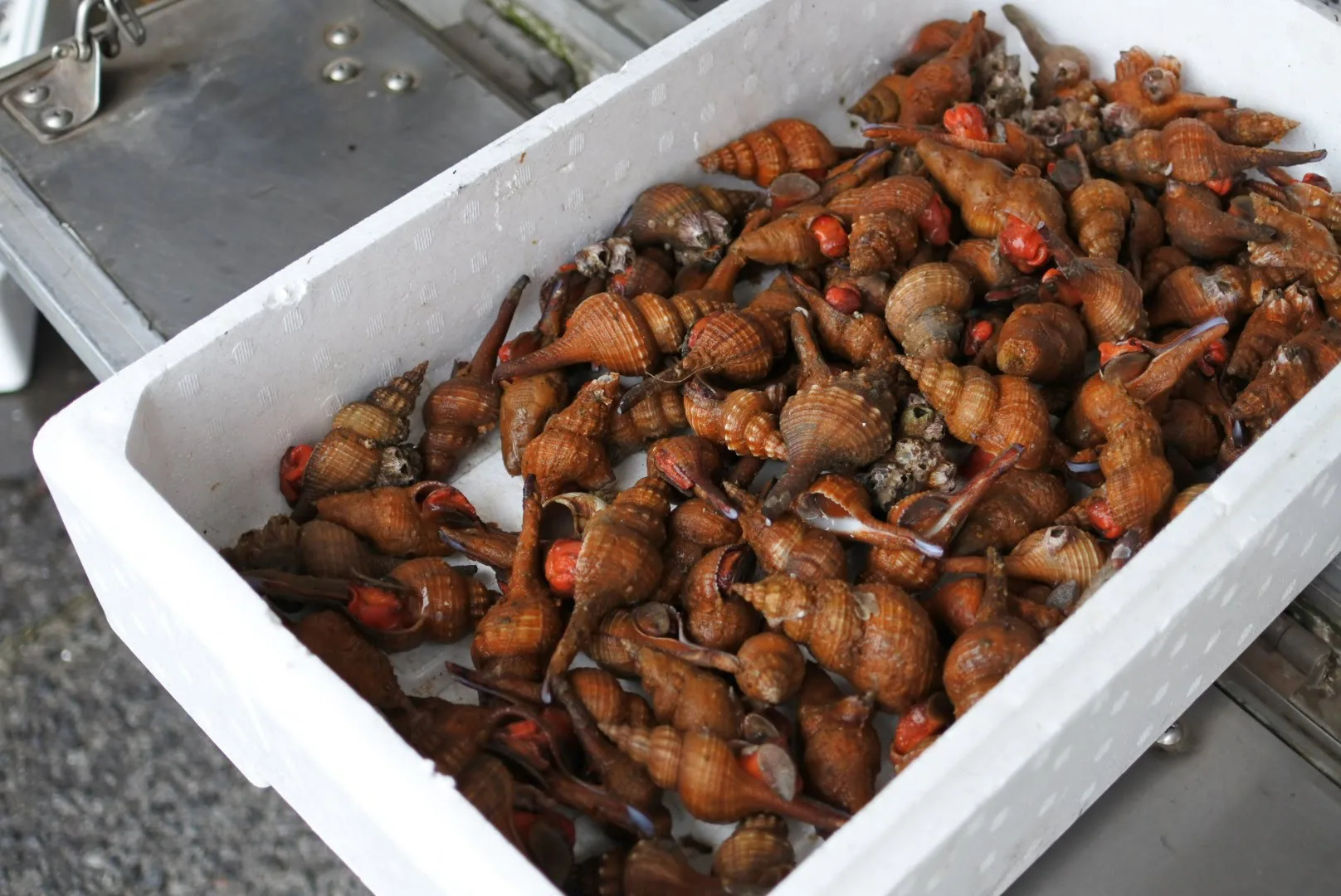 アカニシ アカベ が初物 刺身が最高に旨い