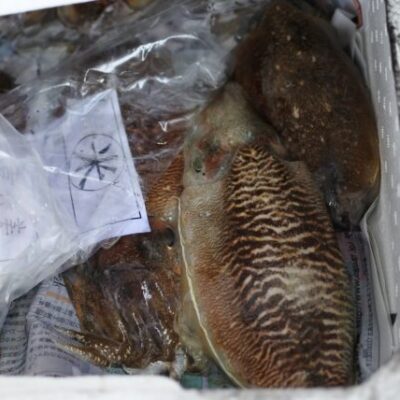 境港産 コウイカ