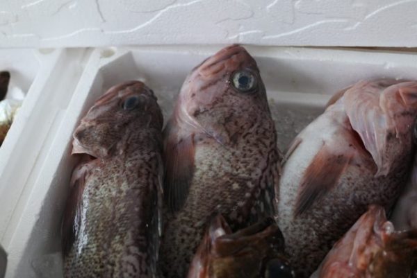 キツネメバル(マゾイ) 境港産 / 煮付けも良し、刺身も良し! - かやの鮮魚店