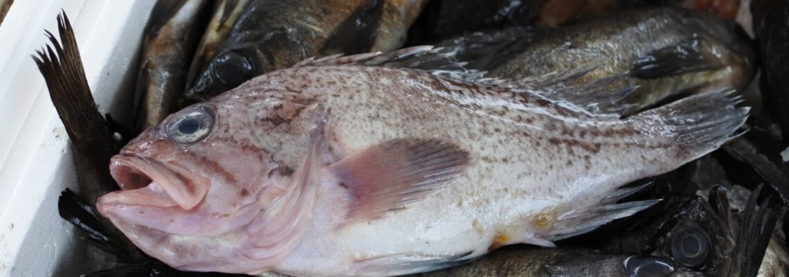 キツネメバル マゾイ