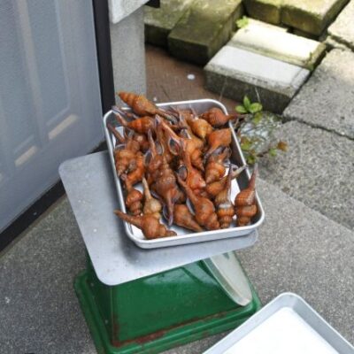 境港の珍味 アカベ アカニシ コナガニシ