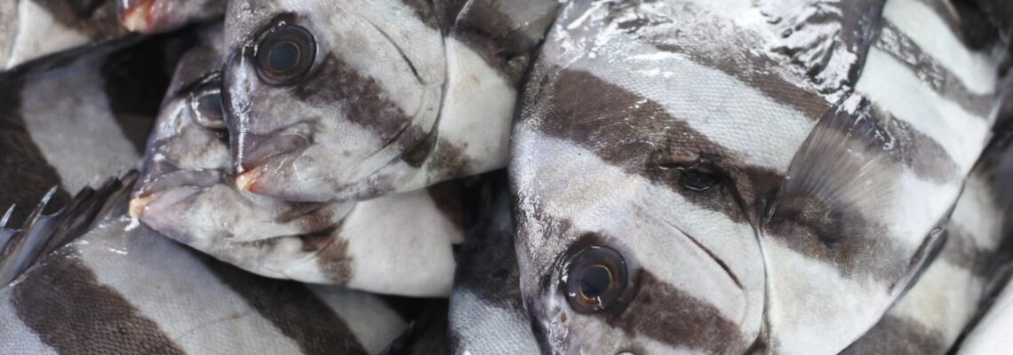 ダンダラ イシダイ