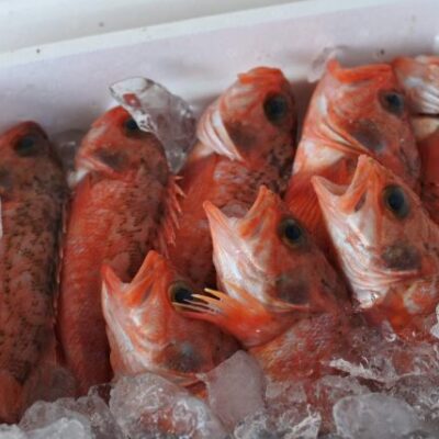 ユメカサゴ ノドグロ