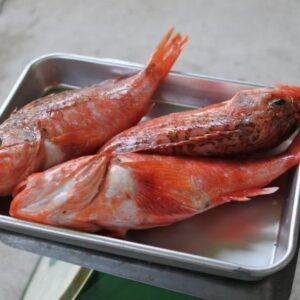 ユメカサゴ 販売