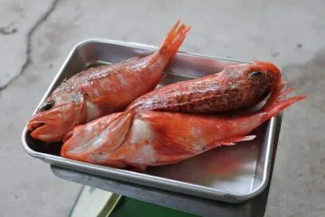 ユメカサゴ 境港産鮮魚 1匹15㎝～18㎝程度 / 煮付け 塩焼き 向き