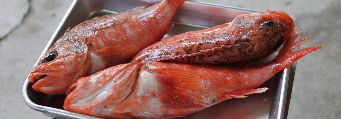 ユメカサゴ 通販