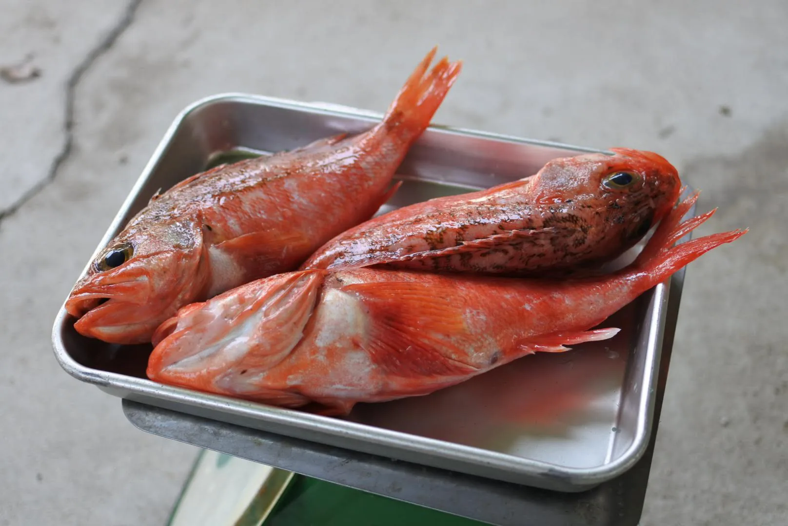 ユメカサゴ ノドグロ 煮付けが定番の美味しい魚 かやの鮮魚店