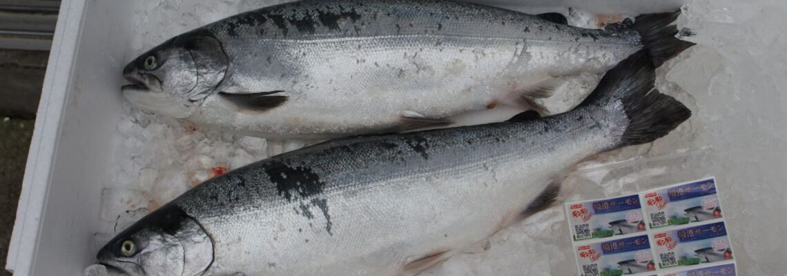 境港サーモン 評判