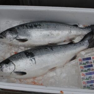 境港サーモン 評判