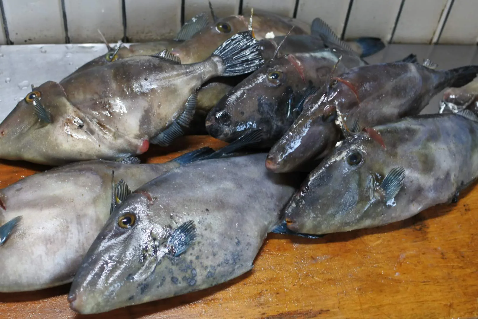 ウマヅラハギ 肝付 すごい人気 魚介類宅配サービス かやの鮮魚店