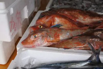 ホウボウ （コト）刺身／塩焼き／カルパッチョが美味！- かやの鮮魚店