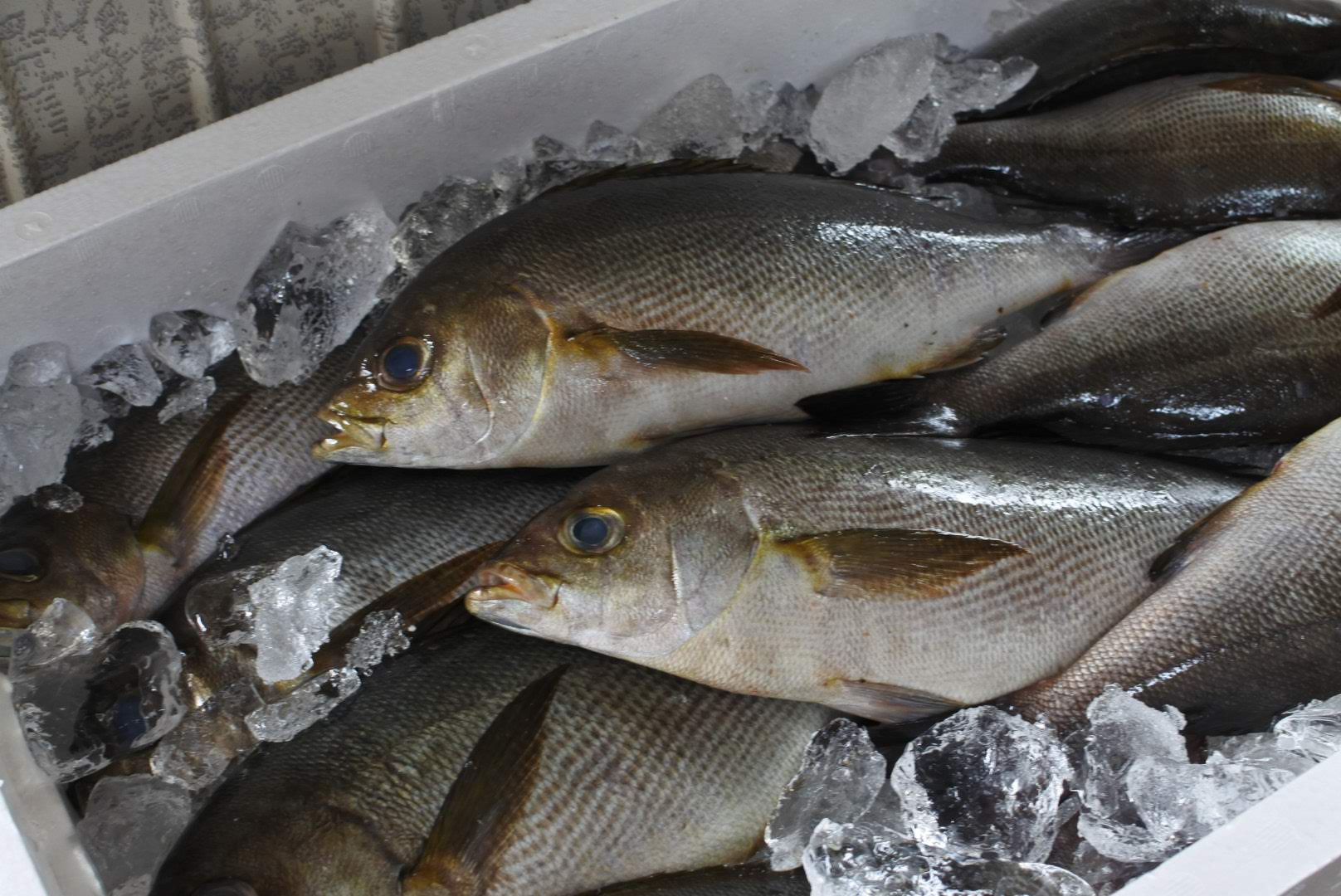 イサキ は塩焼き 刺身が旨い ウニ ところてんもどうぞ かやの鮮魚店