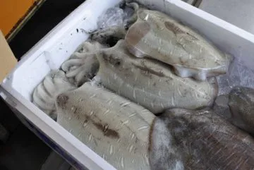 モンゴウイカ