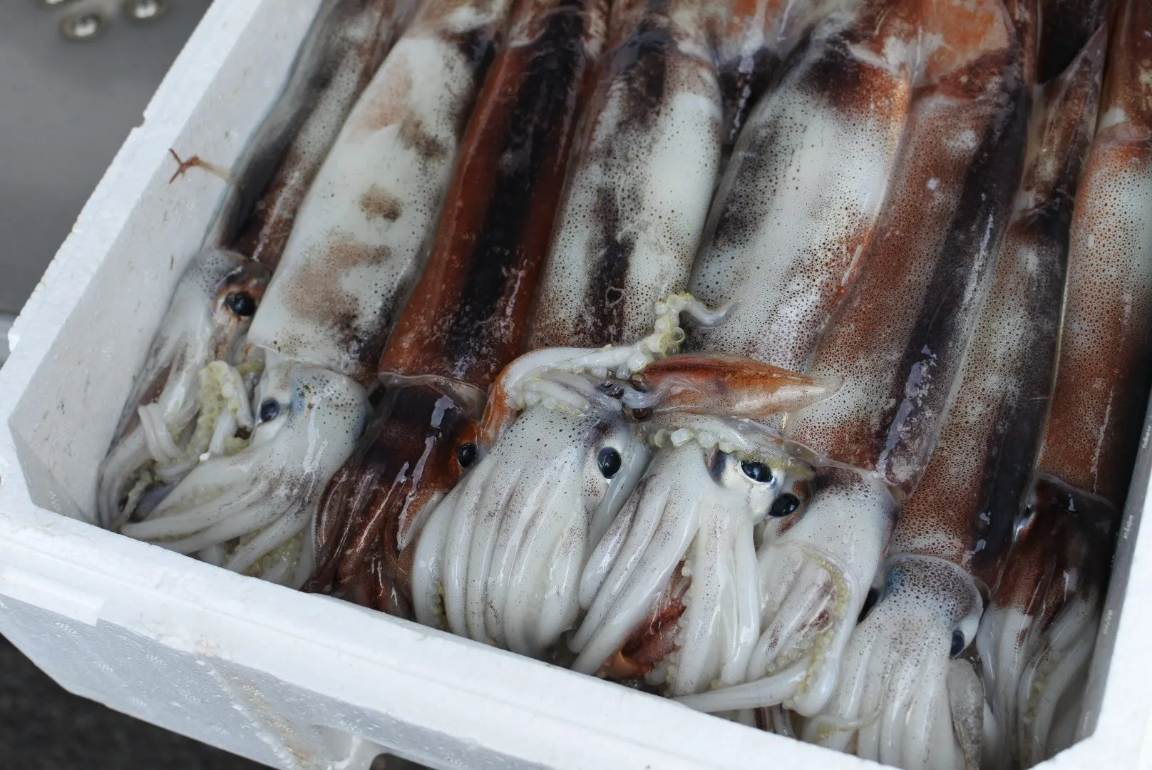 スルメイカ モンゴウイカ カミナリイカ イカが美味しい季節