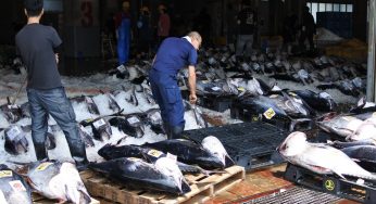 境港にマグロが水揚げ！マグロの季節が来た！