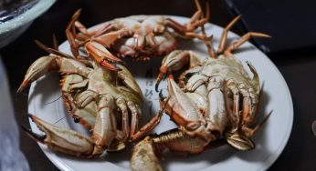 イシガニ 、坊主殺し（クロモ）で一杯呑みました！酒の肴にピッタリ