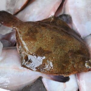 メタガレイ(メイタガレイ)