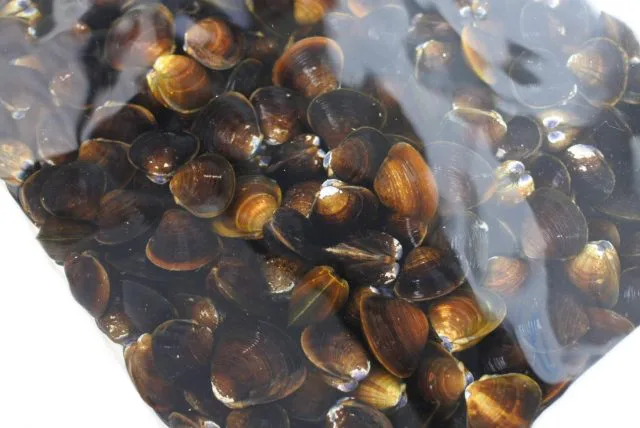 湖山池産しじみ 通販 - かやの鮮魚店