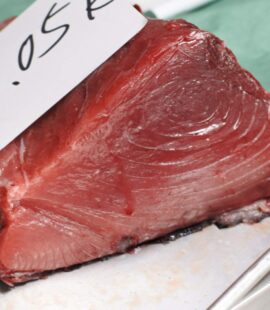 境港産クロマグロ 販売