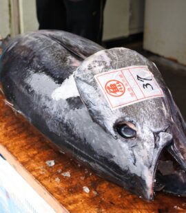 境港産 本マグロ