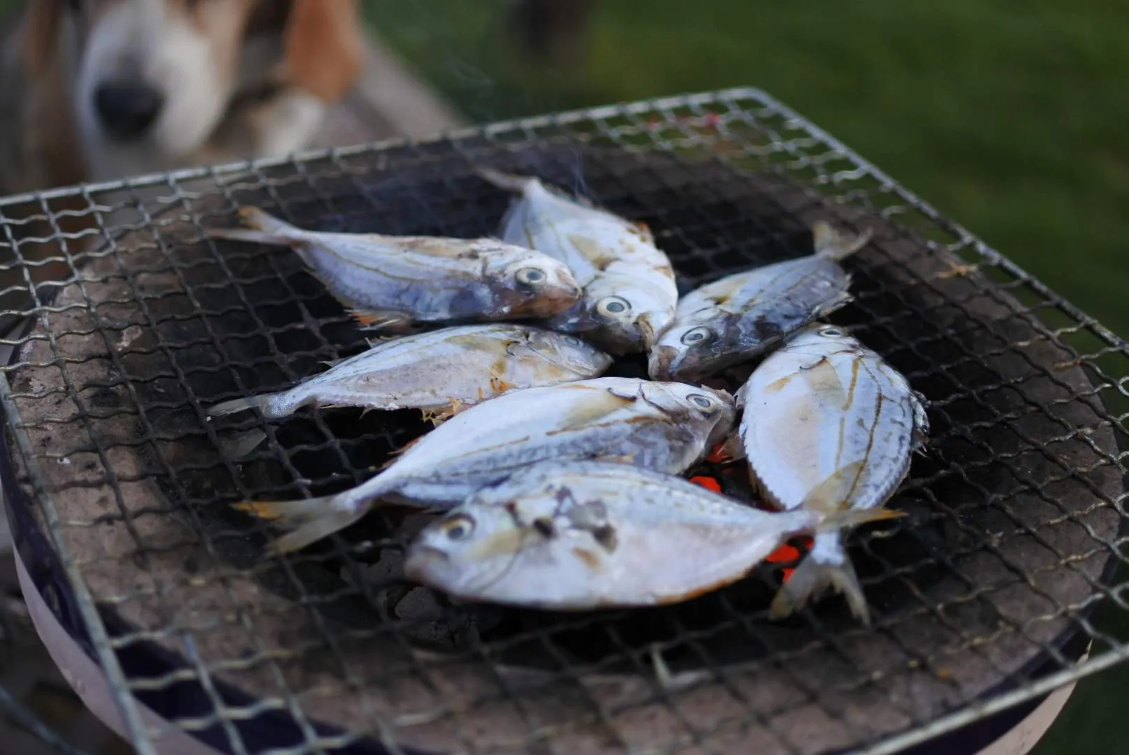 エノハ ヒイラギ が獲れてます 煮付け 塩焼き 刺身で かやの鮮魚店