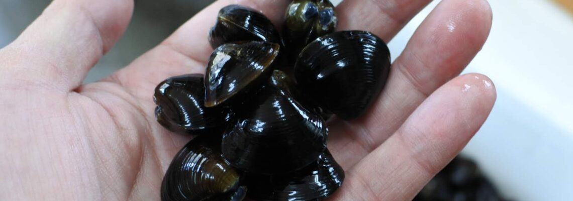 湖山池産ヤマトシジミ