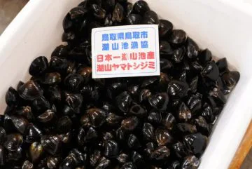 湖山池 ヤマトしじみ