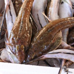 ネズミゴチ アンガジ