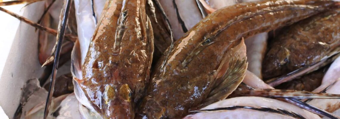 ネズミゴチ アンガジ