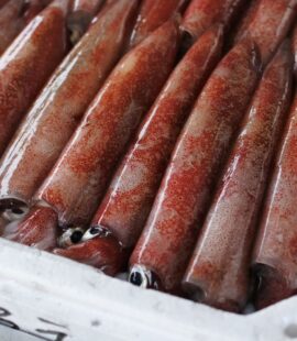 シロイカ ケンサキイカ