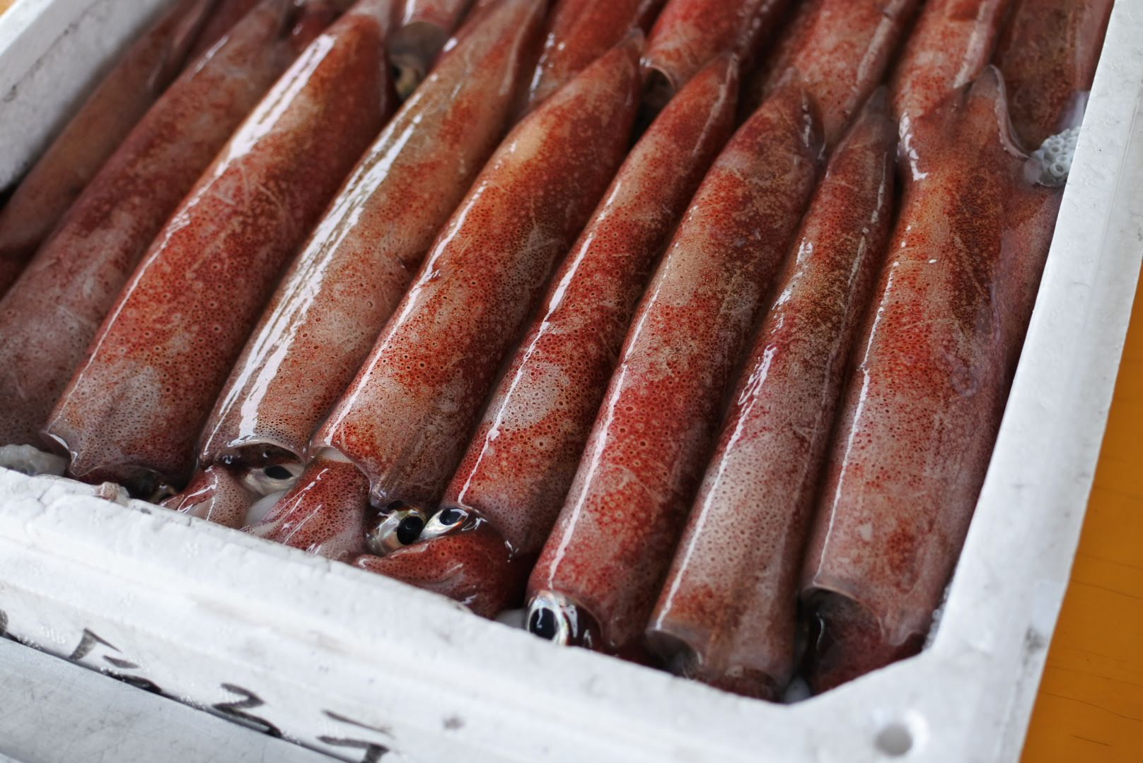 ケンサキイカ 白イカ シロイカ が獲れてます 刺身でどうぞ かやの鮮魚店