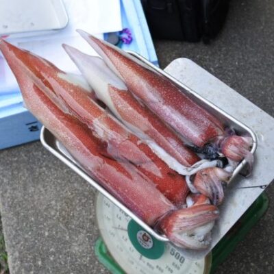 シロイカ ケンサキイカ