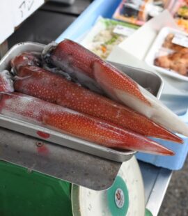 境港産シロイカ ケンサキイカ