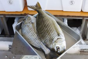 ヘイズダイ（ヘダイ） ノドグロ サバ 盆明けは朝獲れ鮮魚が目白押し - かやの鮮魚店