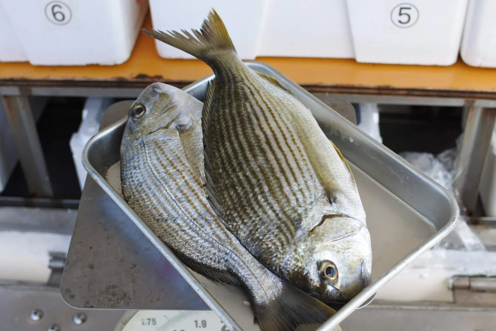 ヘイズダイ ヘダイ ノドグロ サバ 盆明けは朝獲れ鮮魚が目白押し かやの鮮魚店