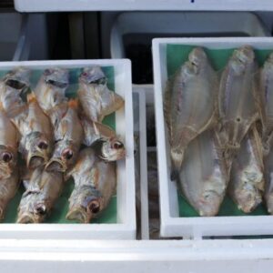 サササカレイ ノドグロ