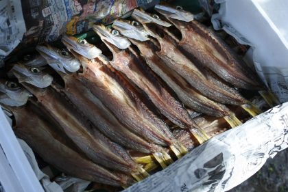 かやの鮮魚店 自家製 カマス干物